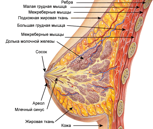 Фото Большой Женской Груди