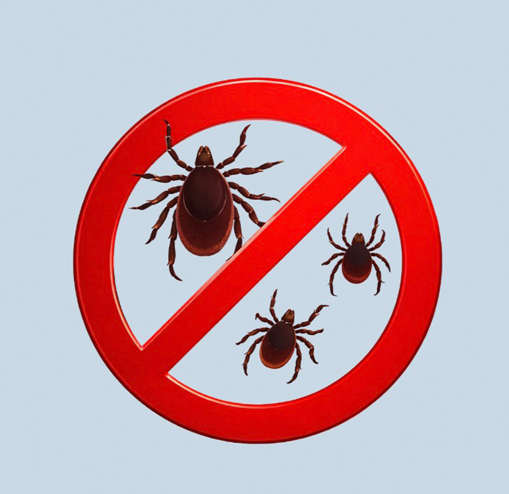 прививка от клеща