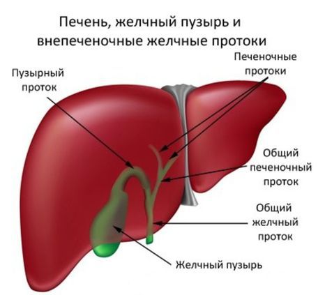 Дискинезия желчевыводящих путей: причины, типы, симптомы, лечение