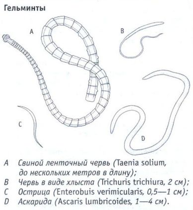 Гельминты.jpg