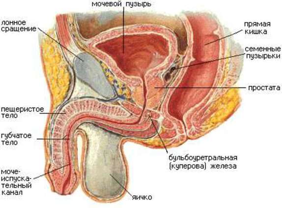 воспаление яичка орхит (подпись Анатомия половых органов мужчины).jpg