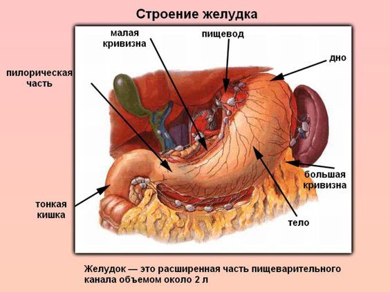 Где Находится Пищевод У Человека Фото