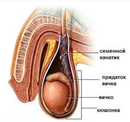 узи мошонки в Екатеринбурге