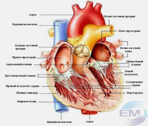 Как устроено сердце.jpg