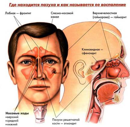 Где Находится Переносица Носа У Человека Фото