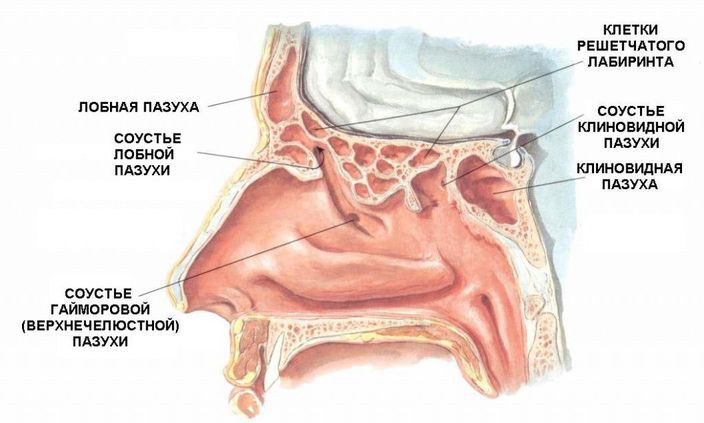 БОЛЕЗНИ НОСА. Как устроен нос человека.jpg