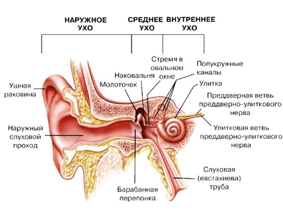 Отит&ndash;воспаление уха (наружного или среднего)..jpg